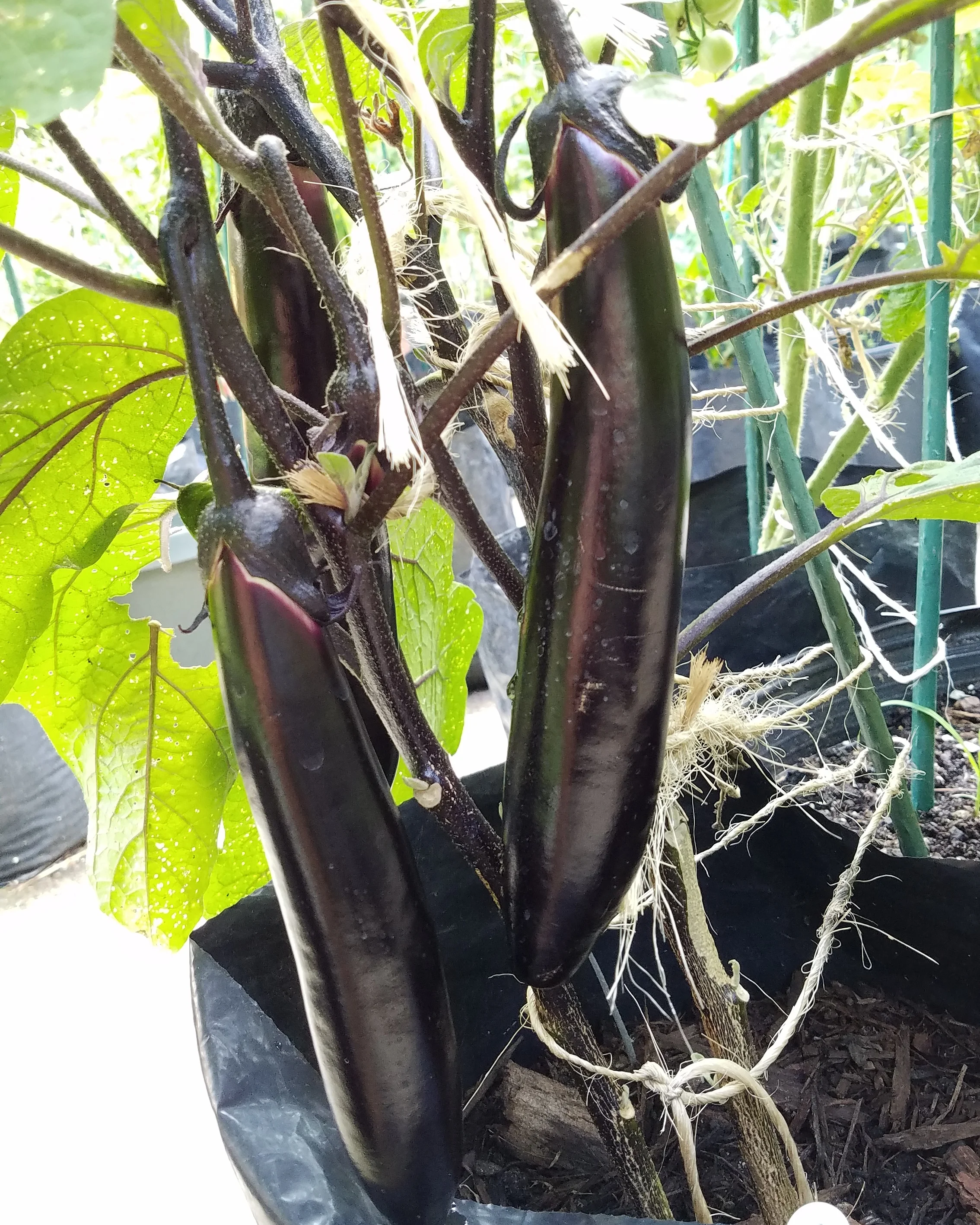 Craig LeHoullier - The 2017 Season Review - part 1. Eggplants